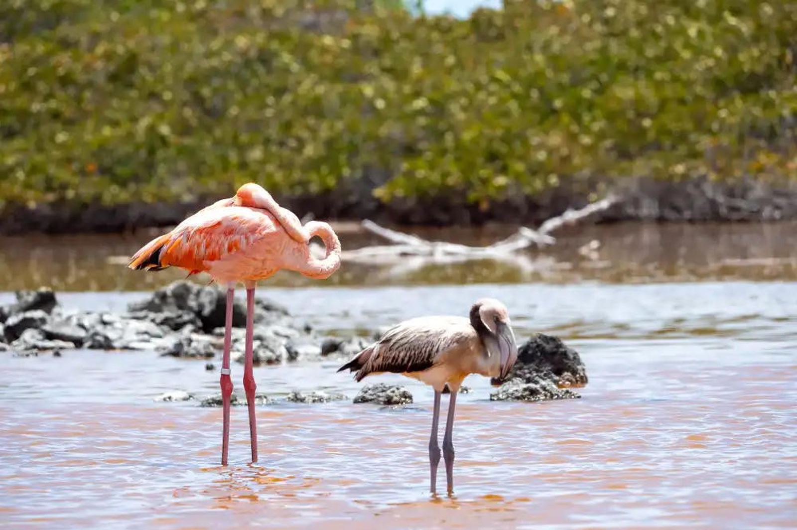 Pink Beach